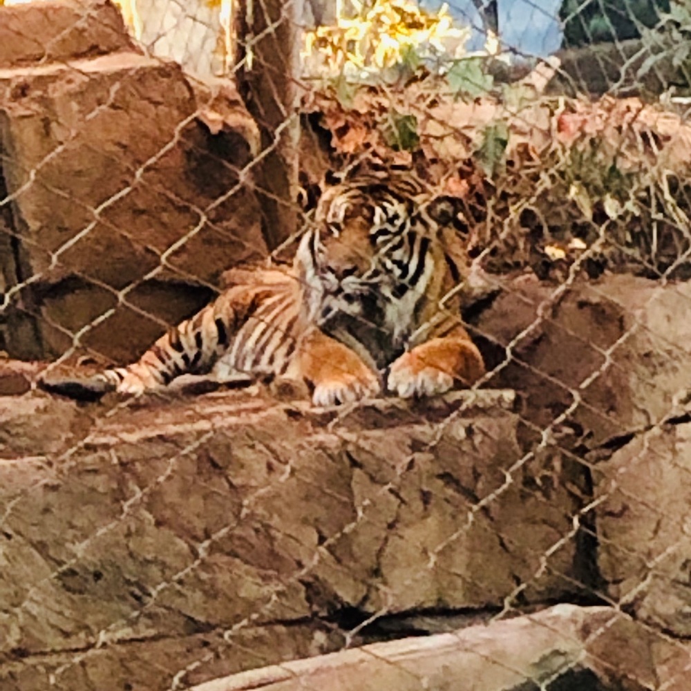 Meet your Posher, Simon